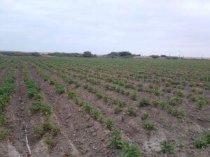 Imagen 2 del terreno